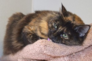 Picture of Oakie