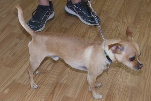 Picture of Peanut