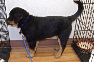 Picture of Pilgrim