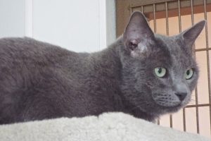 Picture of Pocket