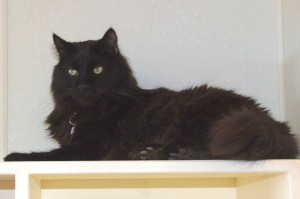 Picture of Purr