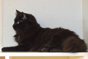 Picture of Purr