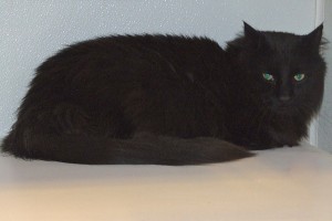 Picture of Purr