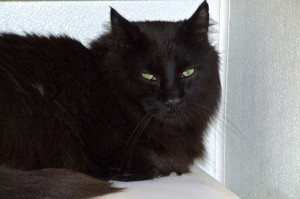 Picture of Purr