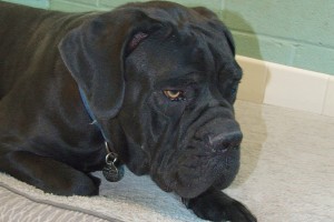 Picture of Sam