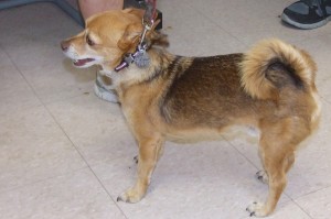 Picture of Sonoro