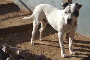 Picture of Axel