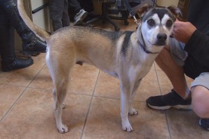 Picture of Bandit