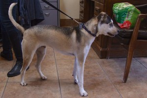 Picture of Bandit