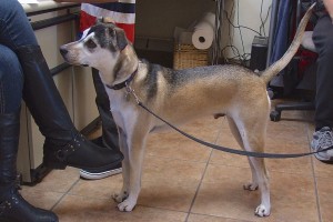 Picture of Bandit