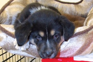 Picture of Blitzen