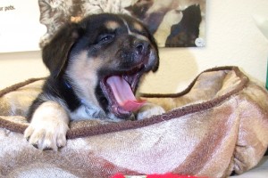 Picture of Blitzen