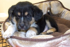 Picture of Blitzen