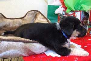 Picture of Blitzen