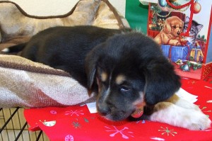 Picture of Blitzen
