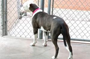 Picture of Chloe