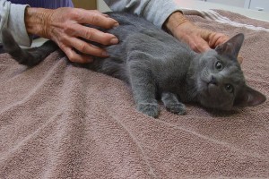 Picture of Cinder