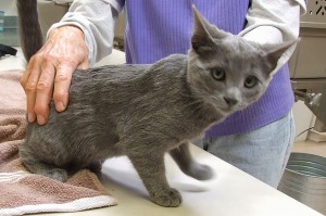 Picture of Cinder
