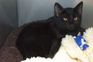 Picture of Cocoa