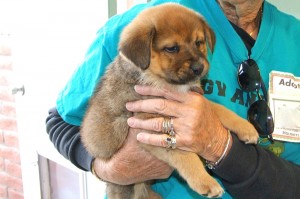 Picture of Comet