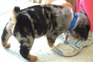 Picture of Dasher