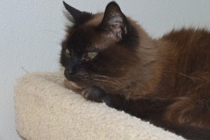 Picture of Fuzzy