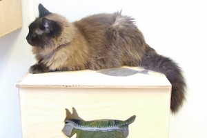 Picture of Fuzzy