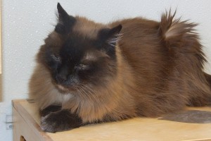 Picture of Fuzzy