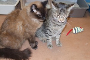 Picture of Fuzzy