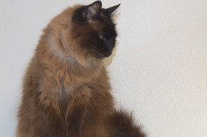 Picture of Fuzzy