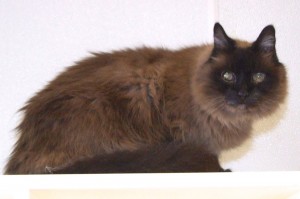 Picture of Fuzzy