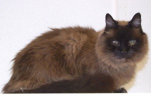 Picture of Fuzzy
