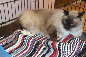 Picture of Honey