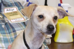 Picture of Jingle