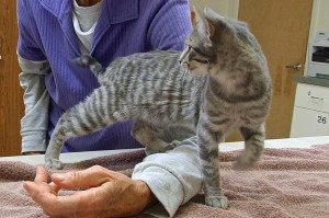 Picture of Kiki