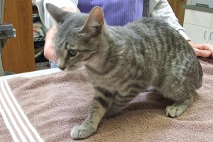 Picture of Kiki