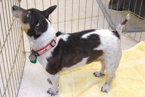 Picture of Merry