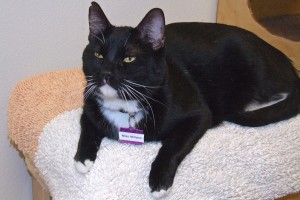 Picture of Miss Mittens