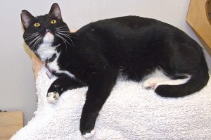 Picture of Miss Mittens