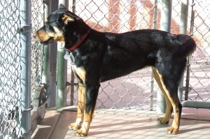 Picture of Missy