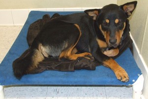 Picture of Missy
