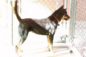 Picture of Missy
