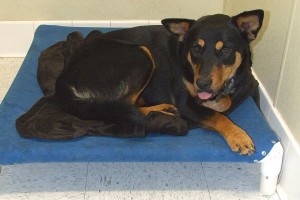 Picture of Missy