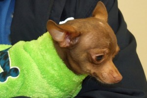 Picture of Nicky