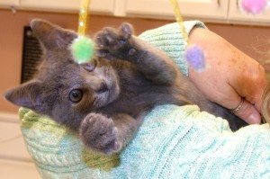 Baby Pocket