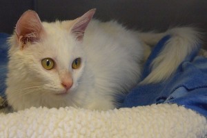 Picture of Polara