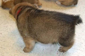 Picture of Prancer
