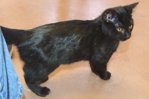 Picture of Rhett