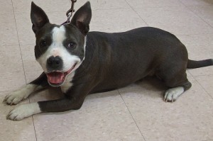 Picture of Sasha