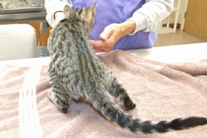 Picture of Spunky